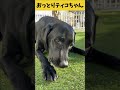 【ASMR おっとりティコちゃん32】鴨の頭をボリボリ食べるおっとりティコちゃんの咀嚼音/Raw Feeding Dogs asmr#ティコレミ #爆速レミちゃん #asmr #咀嚼音