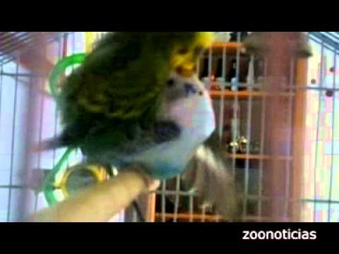 Pajaros haciendo el amor [PUNIQRANDLINE-(au-dating-names.txt) 54