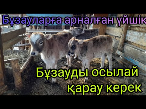 Бейне: Койот шабуылынан аман қалудың 4 әдісі