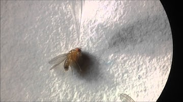 broken pipette moved by 3D printed micromanipulator