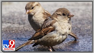 World Sparrow Day: Time to save the disappearing tiny chirpy birds