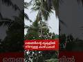 തെങ്ങിൻ്റെ മുകളിൽ നിന്ന് കാണുന്ന അകലാപുഴയും കുന്നുകളും