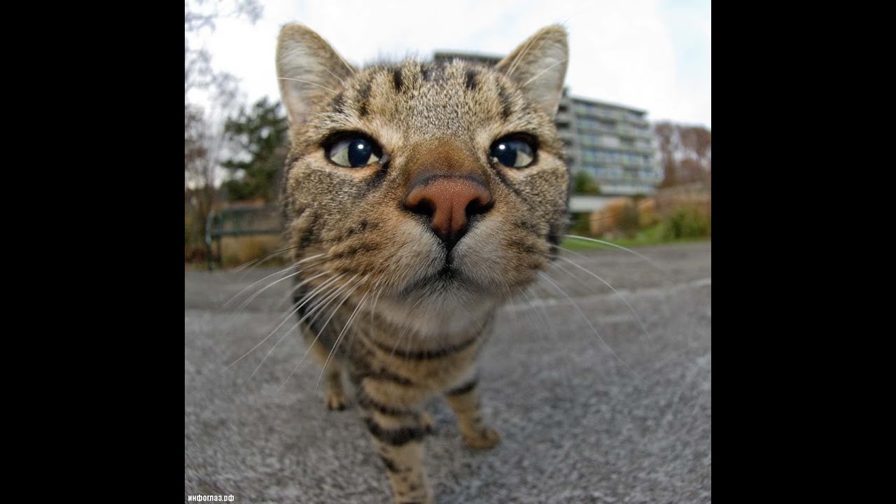 La curiosidad mato al gato