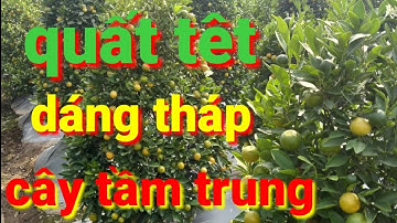 quất tết 2021, quất cảnh dáng tháp tầm trung cho quất cảnh tết 2021 | AlibabaHchannel