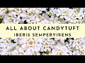 Candytuft Plant Care: How to Grow & What To Know (Iberis Sempervirens)