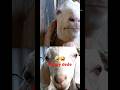 How Male And Female Goat Talk When They Aloneрџ Јрџ Ј Trending Funny Comedyshorts Shorts Short How Male And Female Goat Talk When They Aloneрџ Јрџ Ј Trending Funny Comedyshorts Shorts Short