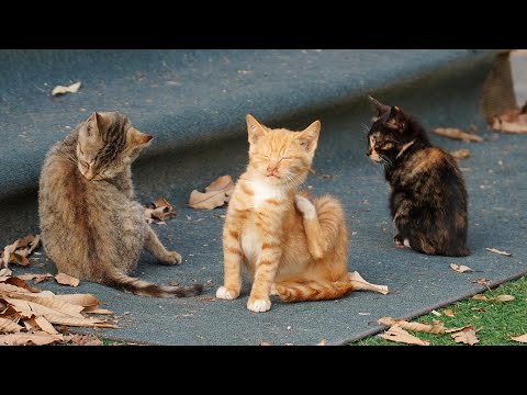 वीडियो: जहाँ बिल्लियाँ सोती हैं
