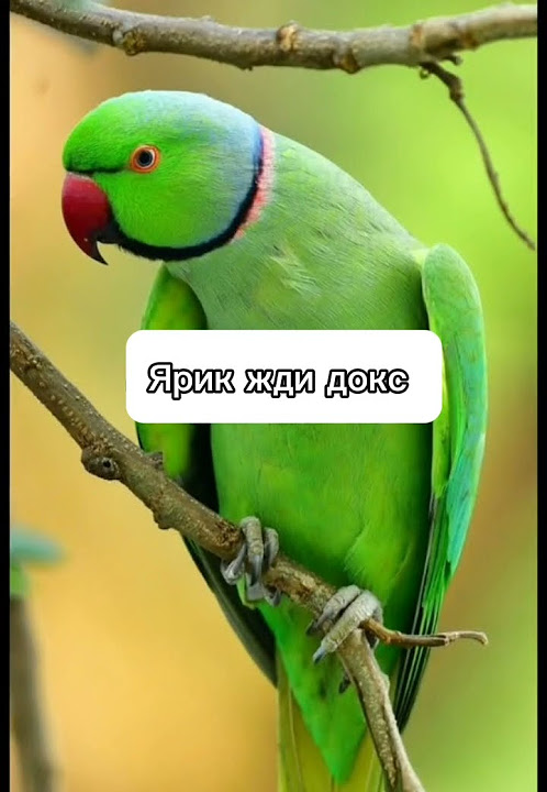Жди докс - YouTube