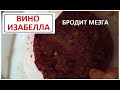 МЕЗГА из винограда ИЗАБЕЛЛА  забродила в назначенный срок