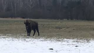 Żubr Kopytko w Lipie 07.02.2021