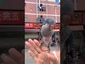 This parrot diaper can also be connected to a safety rope. #birds #parrot #parrots #pets #shorts
