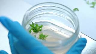 Wplanticoltura E Coltura In Vitro Professionale Video Corporate Vivai Battistini