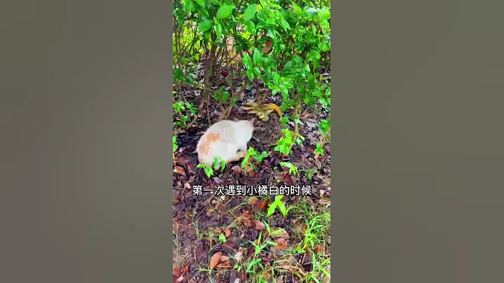 餵了半年的流浪貓都不讓我靠近，直到我消失一個月後它竟然…… - 天天要聞