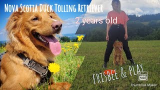 Nova Scotia Duck Tolling Retriever, 2 years old, frisbee exercise and play