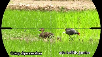 Berburu belibis dan mandar dipersawahan