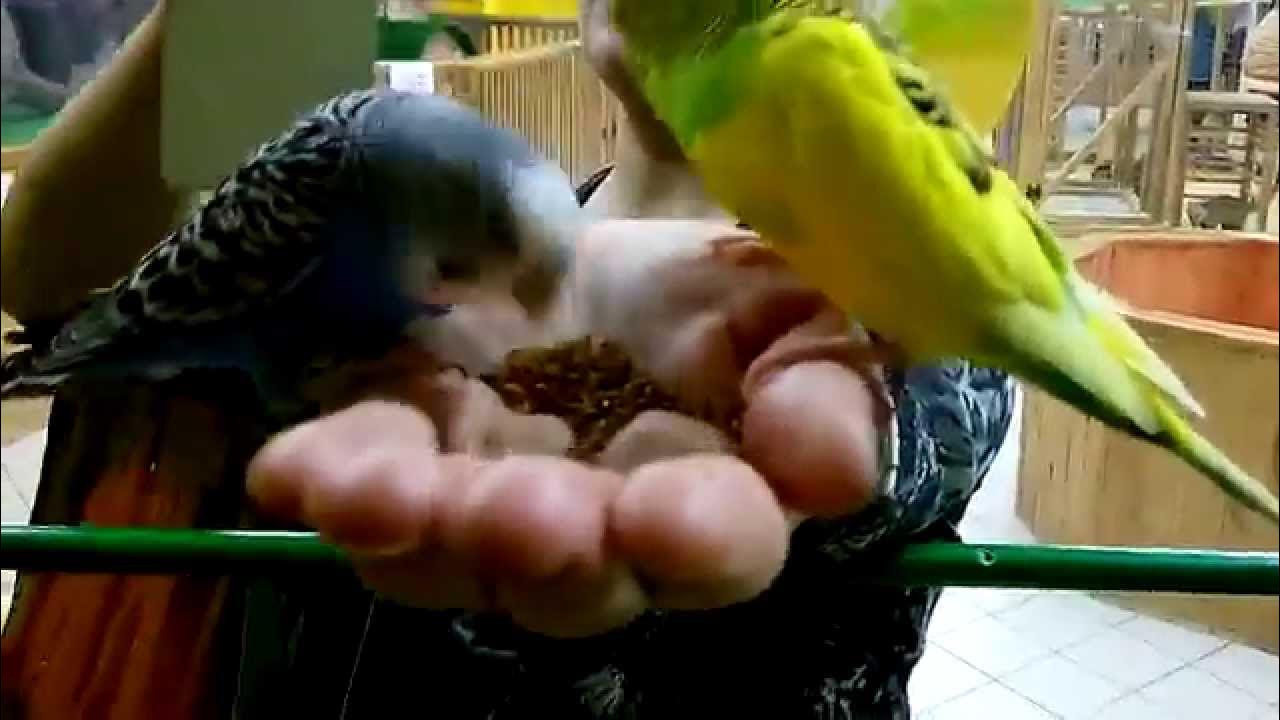 Попугай ест рис. Попугай жако кушает. Попугай жако. Попугай ест грецкий орех. Черноголовый каик.