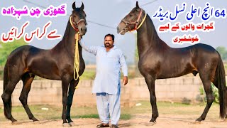 Most Famous Desi Breeder Ghoda in Gujrat | Top Class Mushka Stallion | 64 inch Hight | Breeder Ghoda