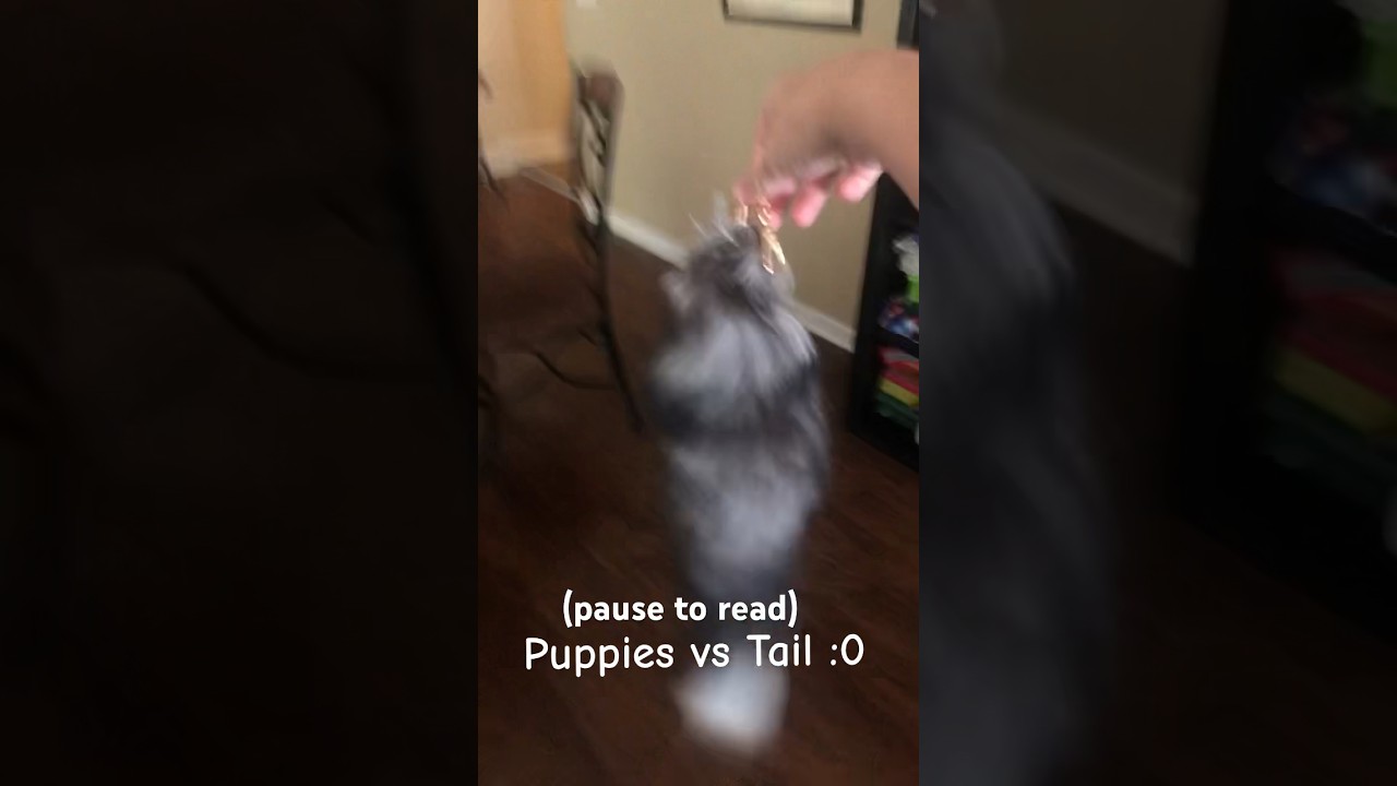 Puppies Vs Tail!!! dog almonds viral tags_ trending puppies YouTube