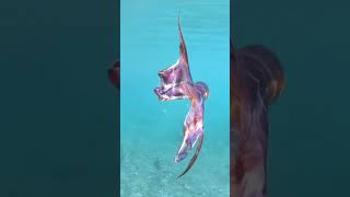 The Blanket Octopus Nature’s Living Flag#youtubeshorts #shorts #facts #ocean #youtube #marinemystery
