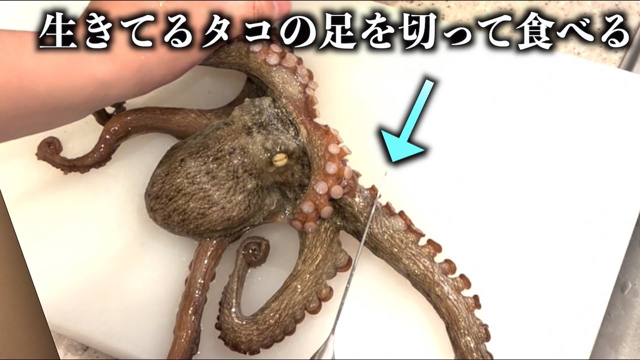 生きてるタコの足を切ってそのまま踊り食いすると Shorts Youtube 生きてるタコの足を切ってそのまま踊り食いすると Shorts Youtube