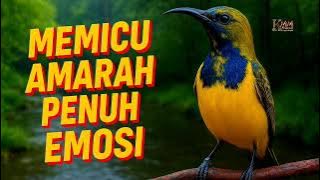 Sogon manapun pasti bunyi gacor ngleper denger pancingan emosi ini‼️