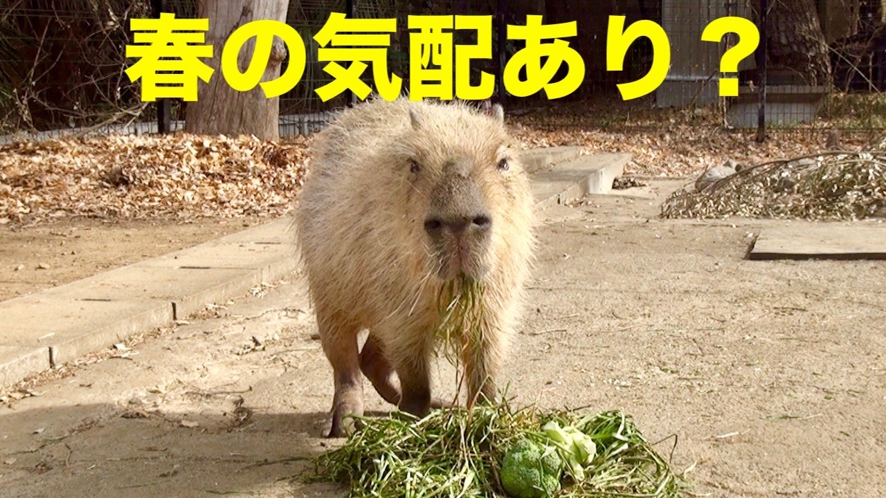 春の気配あり？　大宮公園のカピバラたち