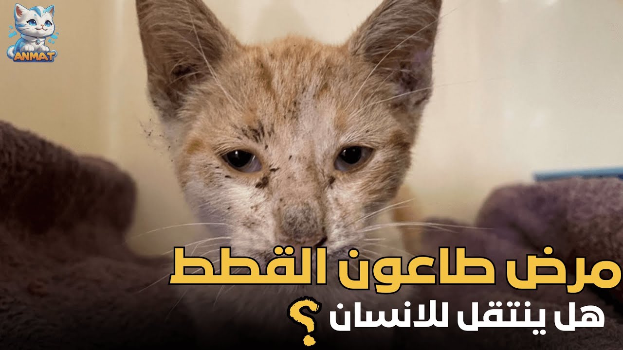 مرض طاعون القطط او بارفو القطط!feline panleukopenia