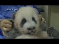 Cute little panda ji xiao trying to communicate with humans