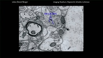 H. Sebastian Seung: Connectomics