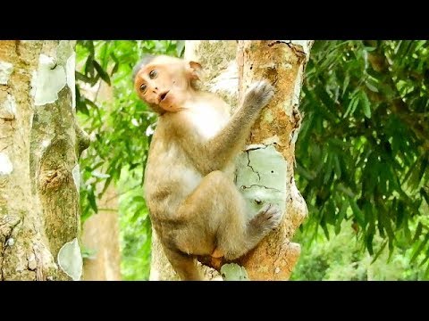 baby monkey pet stores Baby Maddix cry loudly hugs tree call Maria,Why Maria didn't care Maddix cry loudly like this?