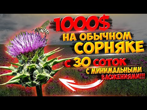 Заработок НА СОРНЯКЕ