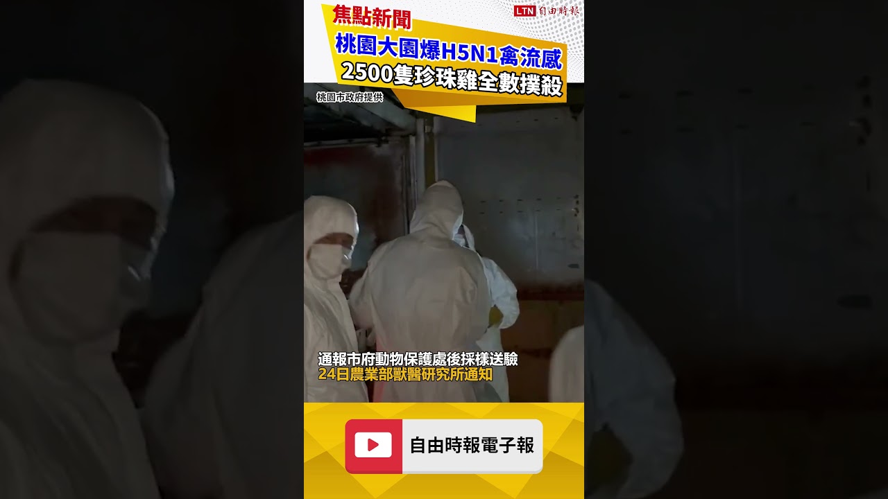 桃園大園爆H5N1禽流感 2500隻珍珠雞全數撲殺 桃園大園爆H5N1禽流感 2500隻珍珠雞全數撲殺