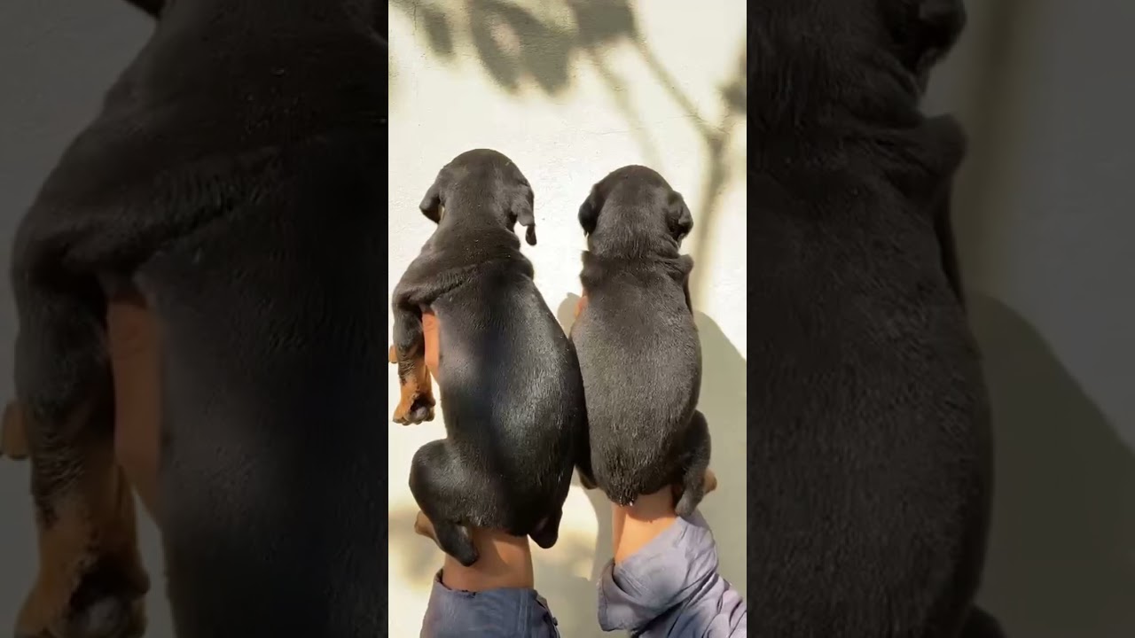 Doberman puppies for sale in Hyderabad doberman YouTube