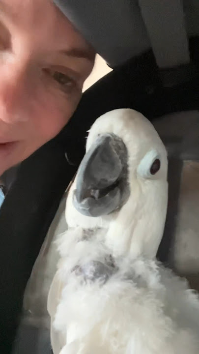 Scared Cockatoo Hides From The Vet #cockatoos #parrots #parrot #birds #cockatooparrot #pets