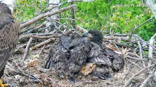 Glen Hazel (Hays) Eagles-"It's ok GH4-I got you (GH3)🥰" Mom miscalcs delivery onto GH4🫣05-14-2026