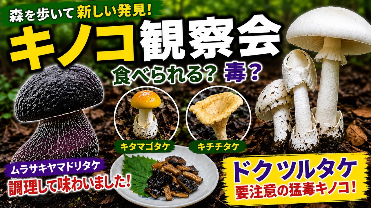 宇都宮】自然探検サークルのキノコ観察会｜世界三大きのこの一つ