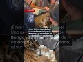 ¡UN TIGRE EN XOCHIMILCO! Rescatan a cachorra de bengala en una vivienda #shortsviral #noticiasméxico