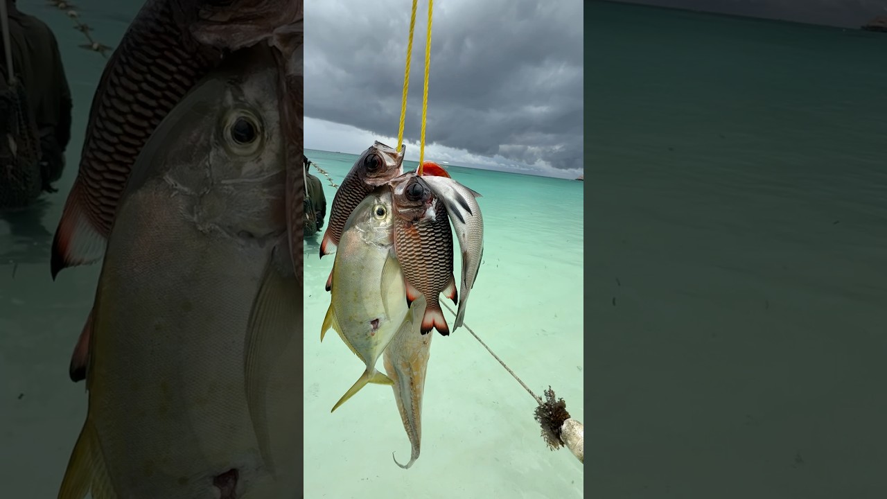 СЕРЕГА ЗАНЗИБАР 