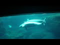 Beluga Whales - Atlanta Aquarium