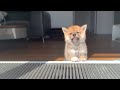 Shiba Inu from Puppy to Adult (8 weeks to 1 year) の動画、YouTube動画。