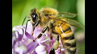 How Do Bees Make Honey Anyway ? -  The Sweet But Kinda Gross Process