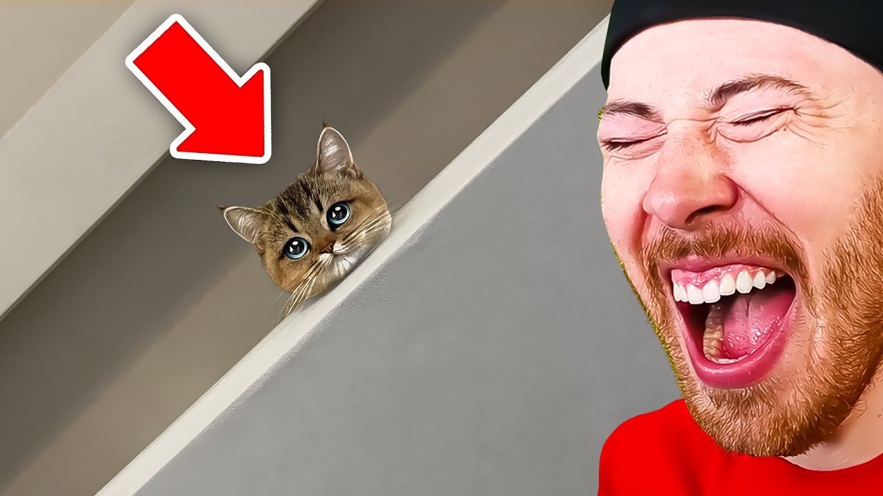FUNNIEST Animals on The Internet!