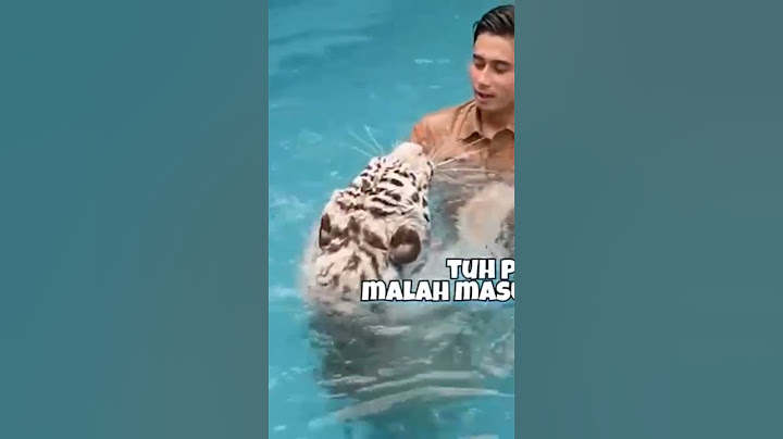 SELEN BERENANG #alshadahmad