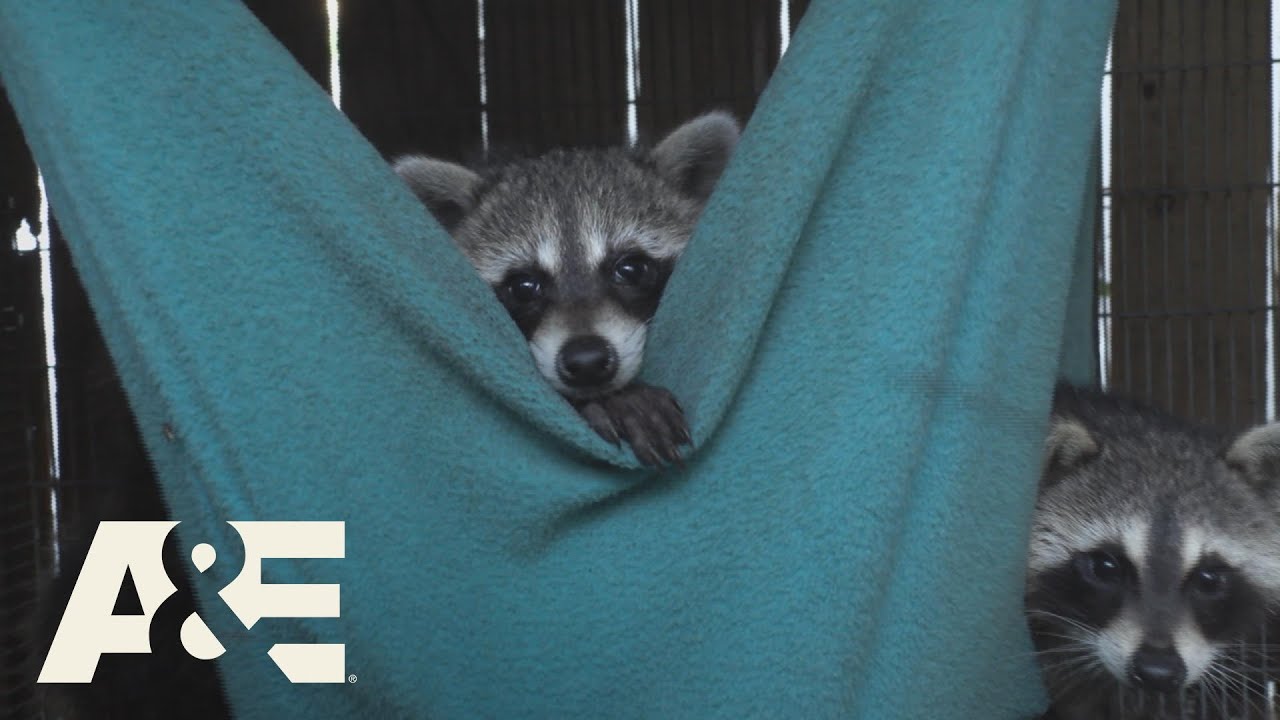 Live Rescue: Rescuing Wild Animals (Season 3) | A&E