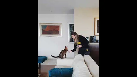 Watch the video about Adestramento de Gato Bengal - Essa oncinha em miniatura parece um cachorro! Bengal Cat trainning.