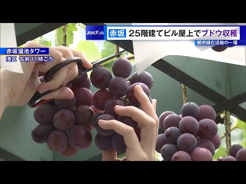 港区・赤坂の25階建てビル屋上でブドウ収穫 約120房実る
