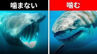 史上最高に神秘的な海の生き物とは（すべてのサメが人を噛むわけじゃありませんよ）