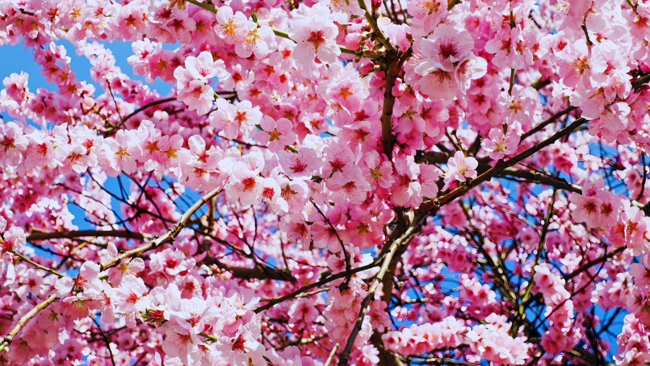 10 Stunning Facts About Cherry Blossoms You Need to know!