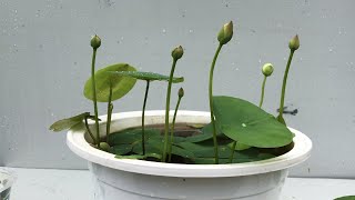Tips for growing lotus in pots with 100% survival rate for beginners