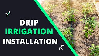 Installing Drip Irrigation Kit In Zimbabwe